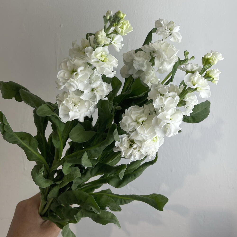 Метиолла белая 3