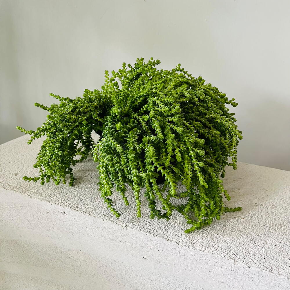 Крассула Мускоза (Crassula muscosa) - ампельный суккулент с каскадными побегами