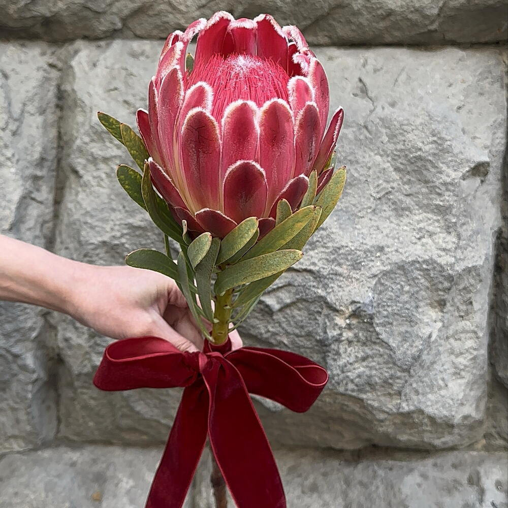 Protea Venus