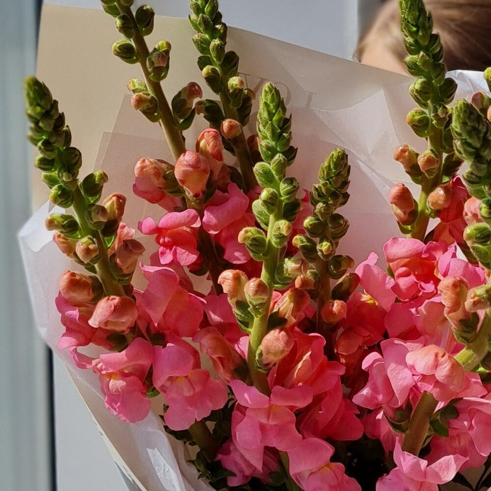 Bouquet with antirium