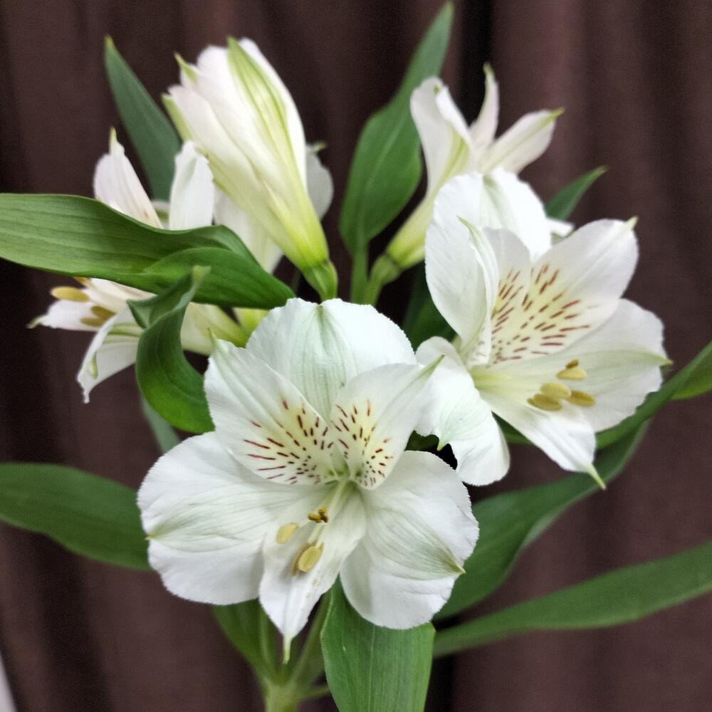 Mezcla de alstroemeria