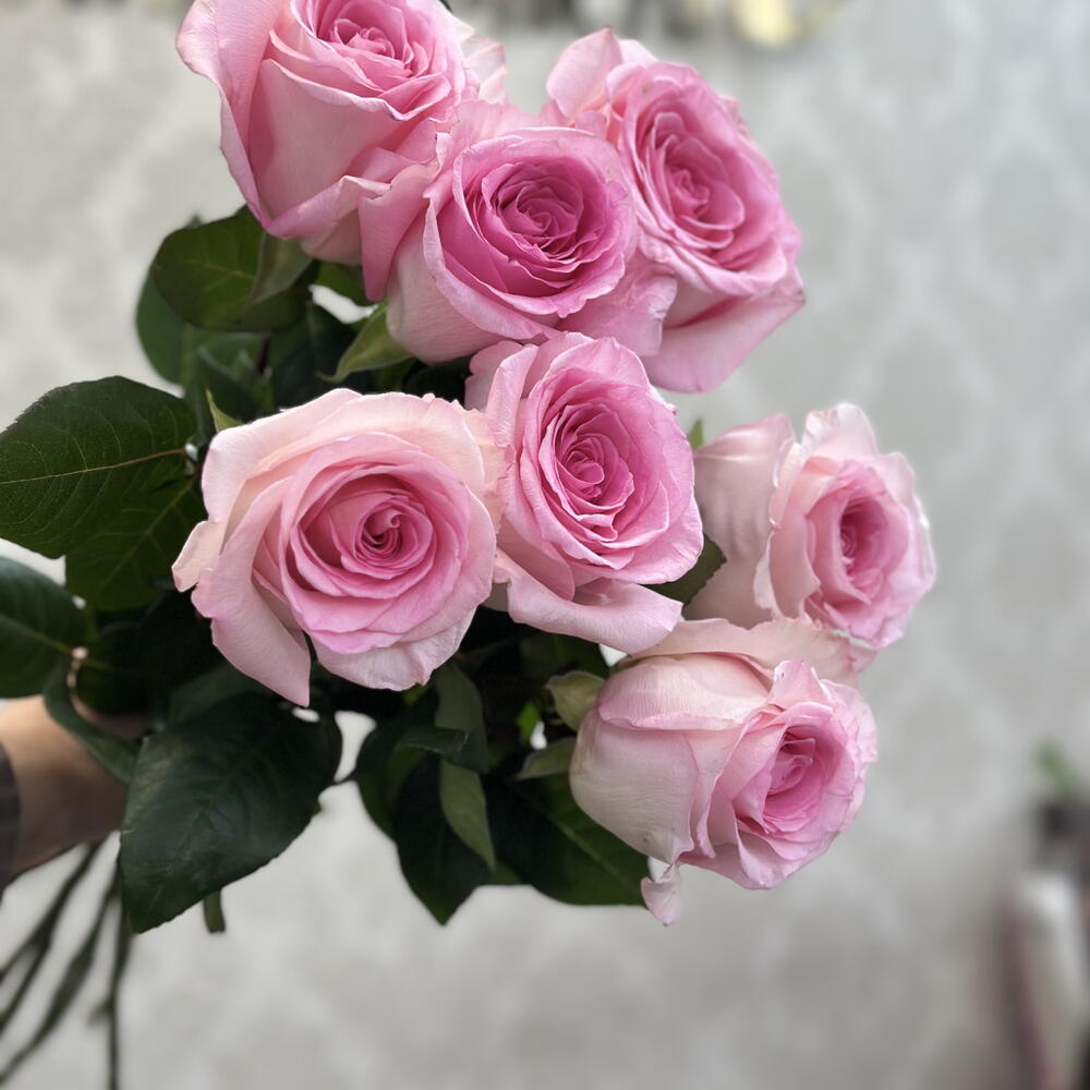 Розы розовые 7 шт