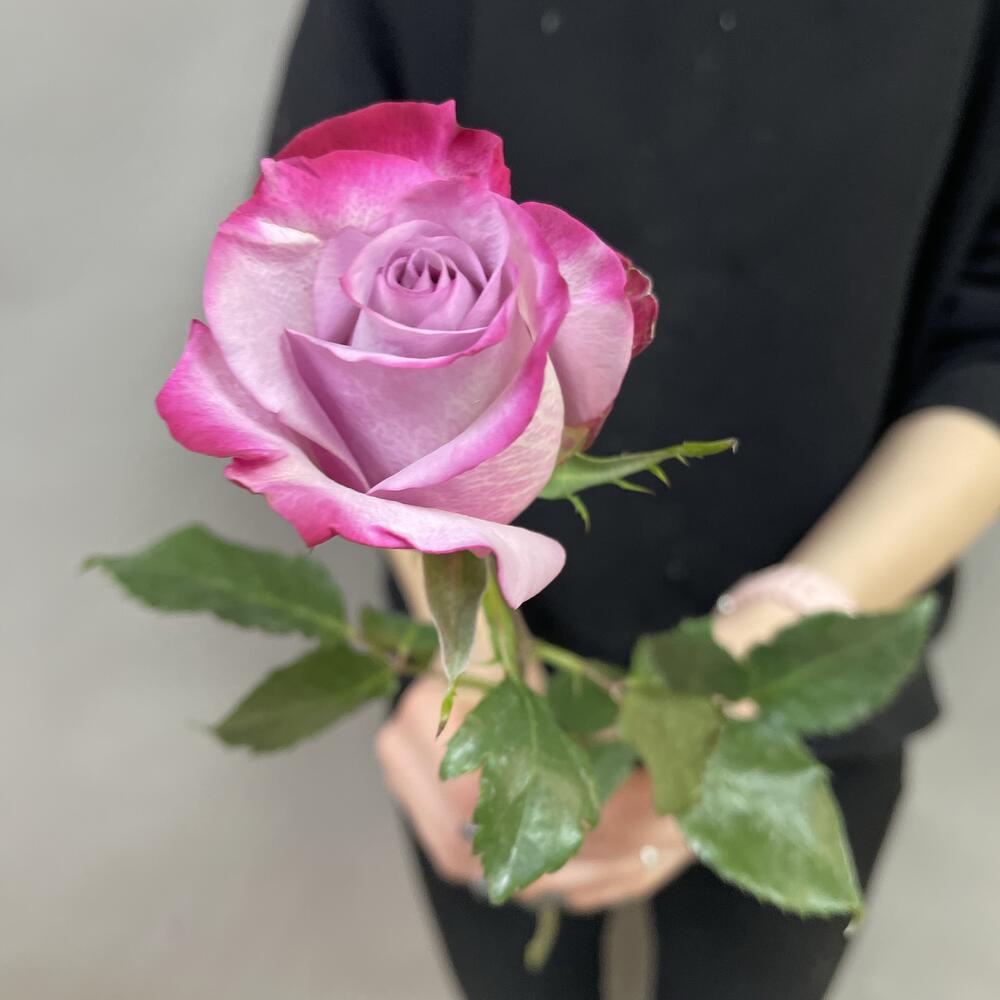 Rosa de una sola cabeza