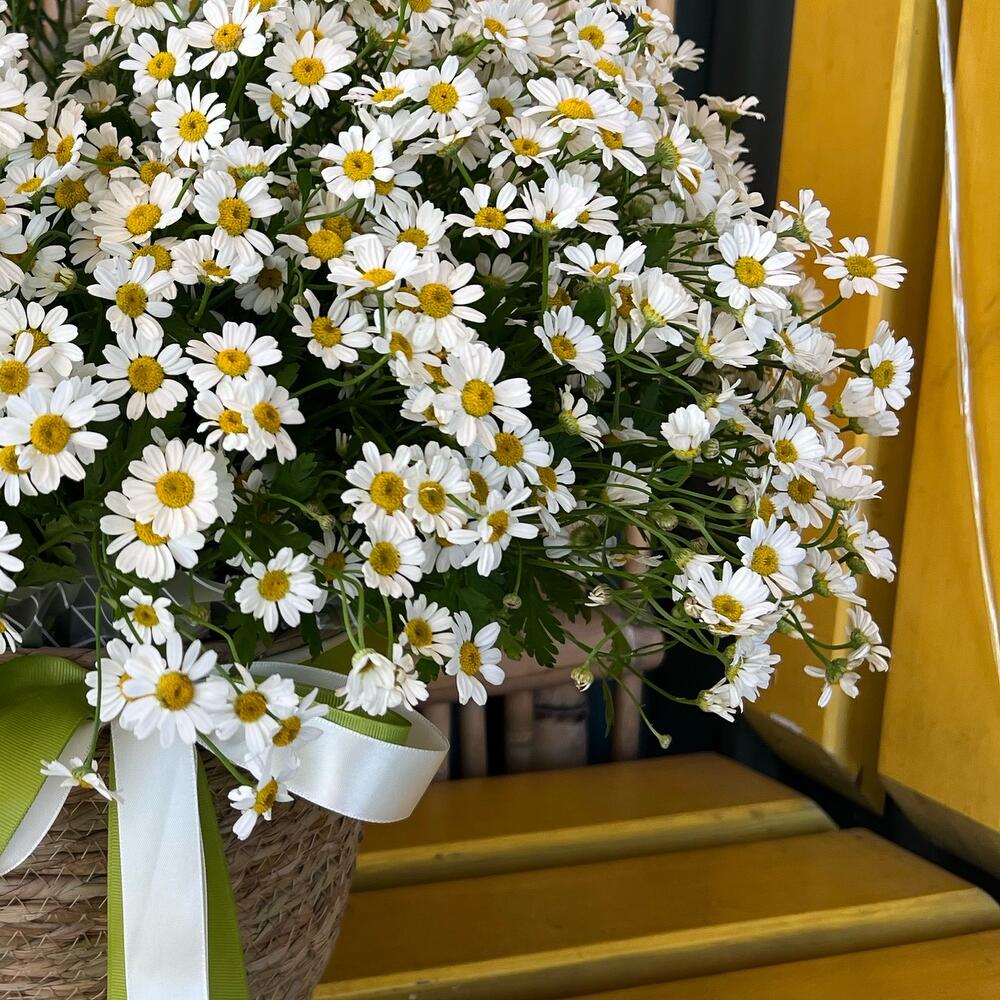 Basket of daisies
