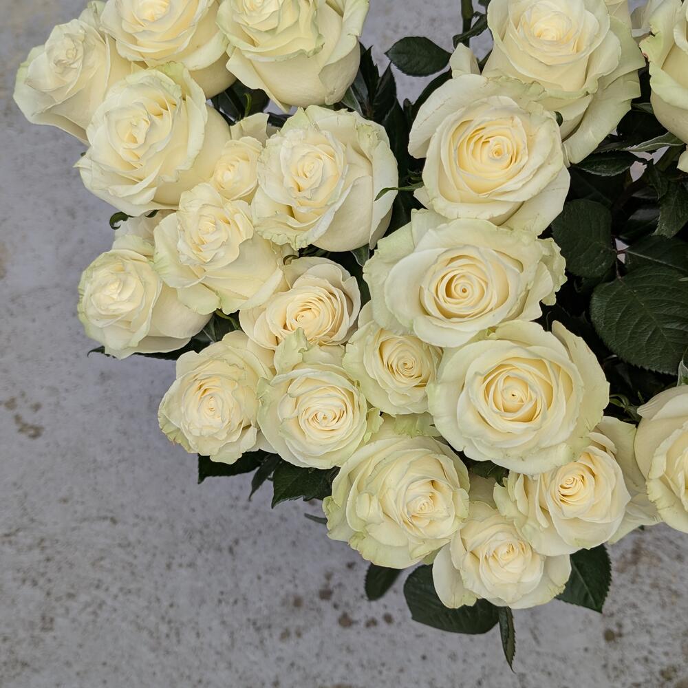 Роза Мондиаль Белая 60см