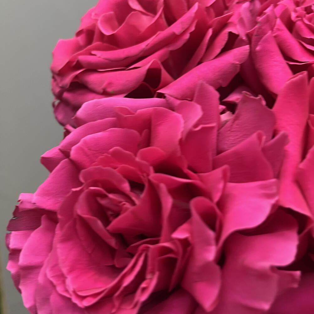 Яркое моно из французской розы 💓