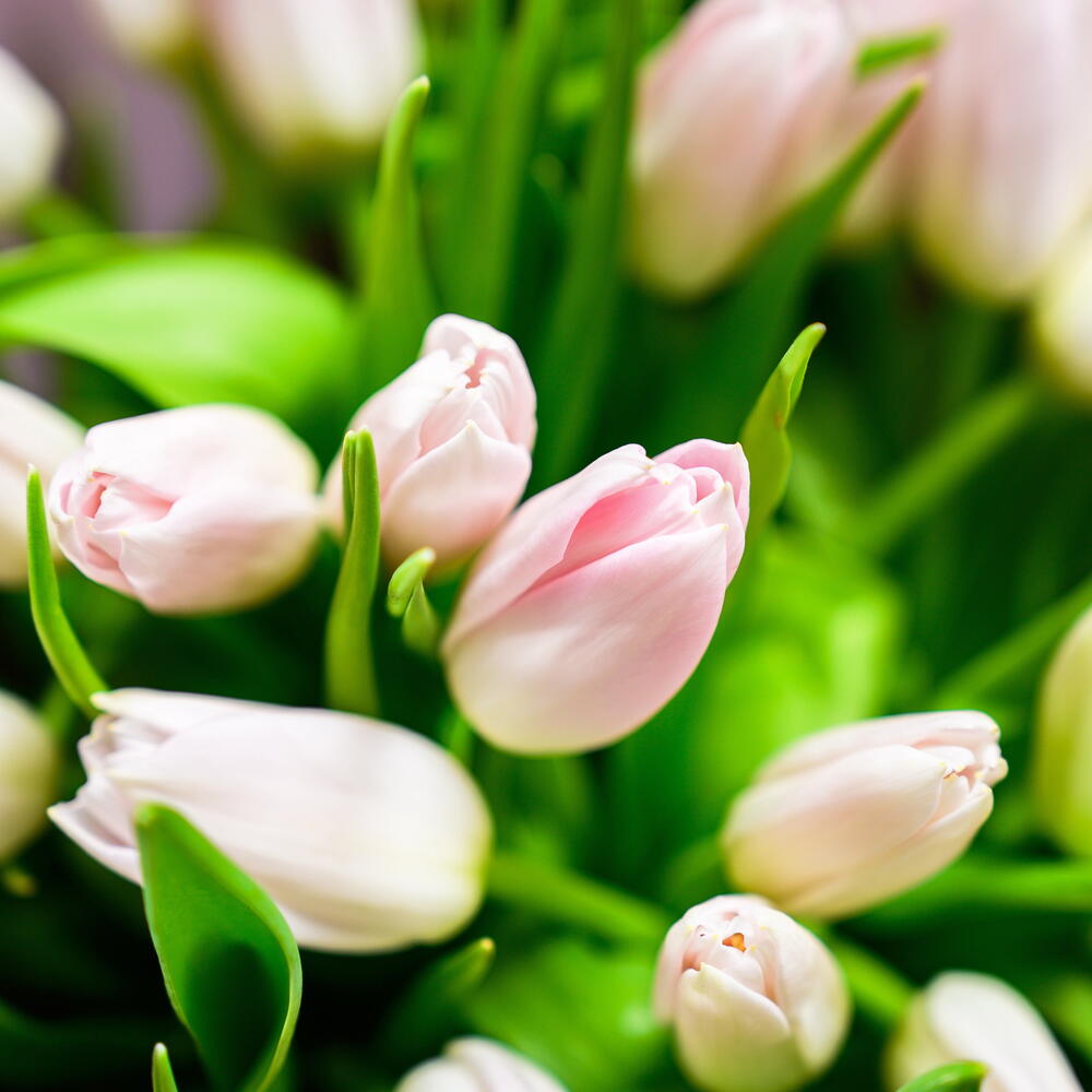 Супер нежные тюльпаны 🌷