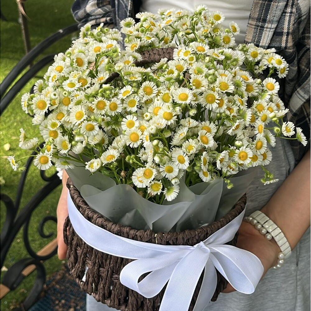 Chamomile Bliss