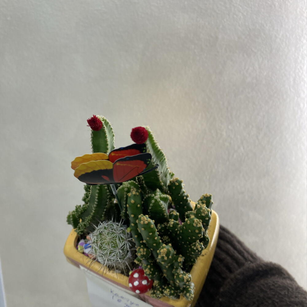 Кактус микс