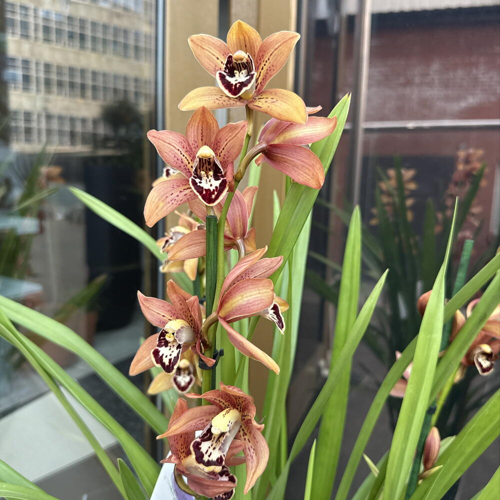 Орхидея / Orchidiva