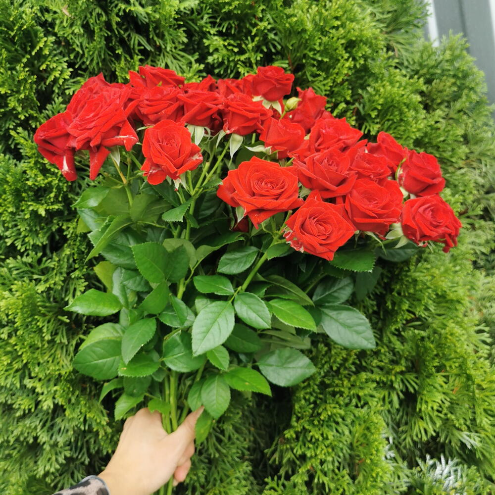 Ред демешн 15🌹