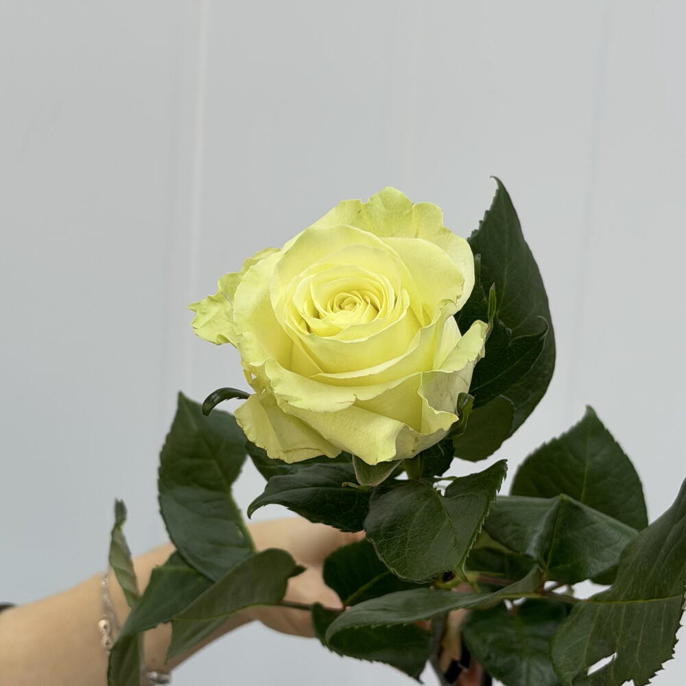 Роза белая,Мондиаль