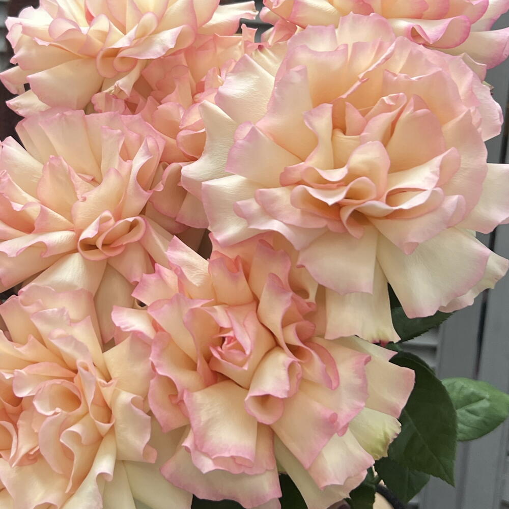 Ажурные розы 9шт🥰