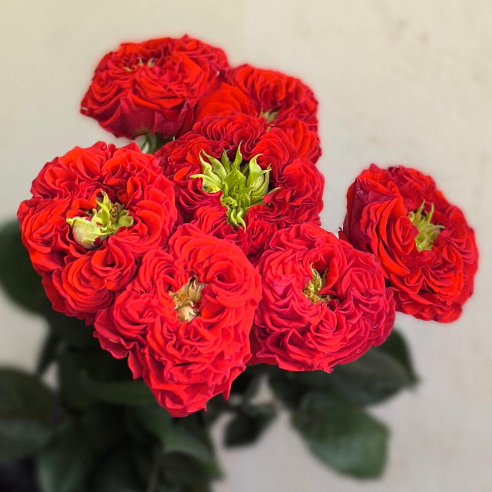 🌹Розы Ред Монстр