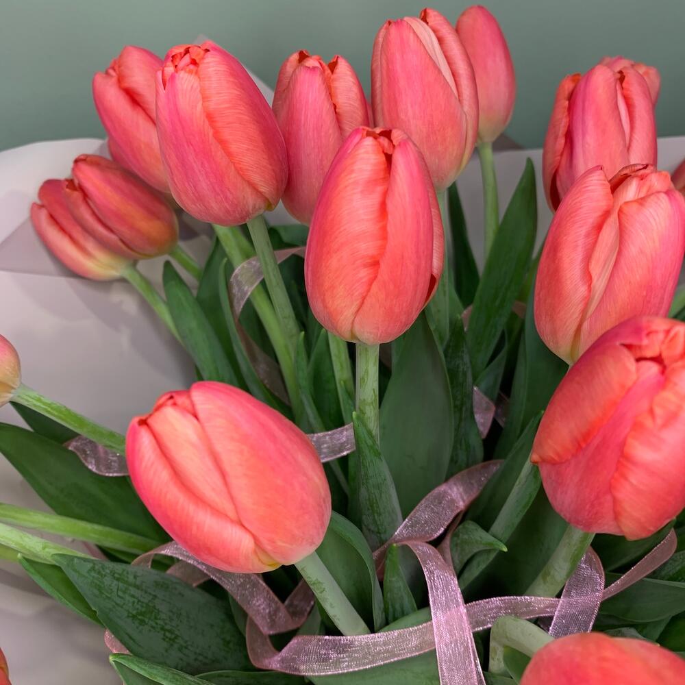 Тюльпан 51 ❣️