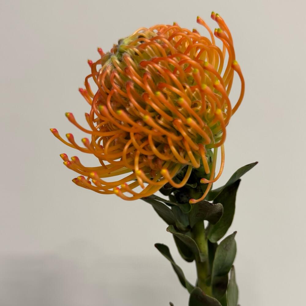 Нутан orange