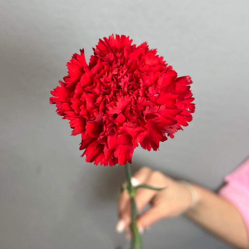Гвоздика (диантус) голландская