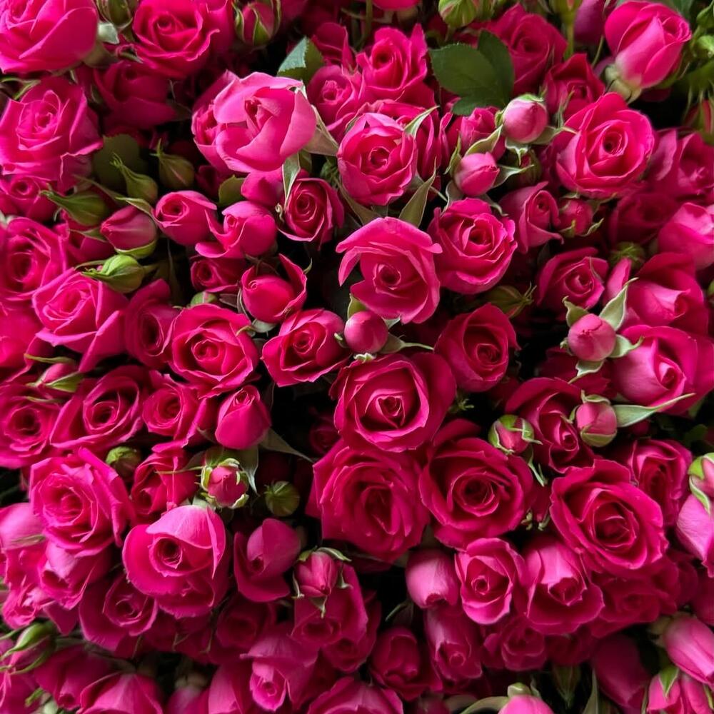 Fuchsia time