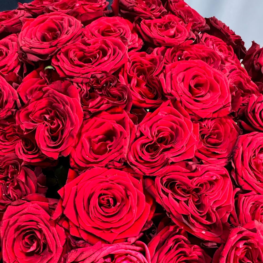 101 красная Роза  🌹 ♥️