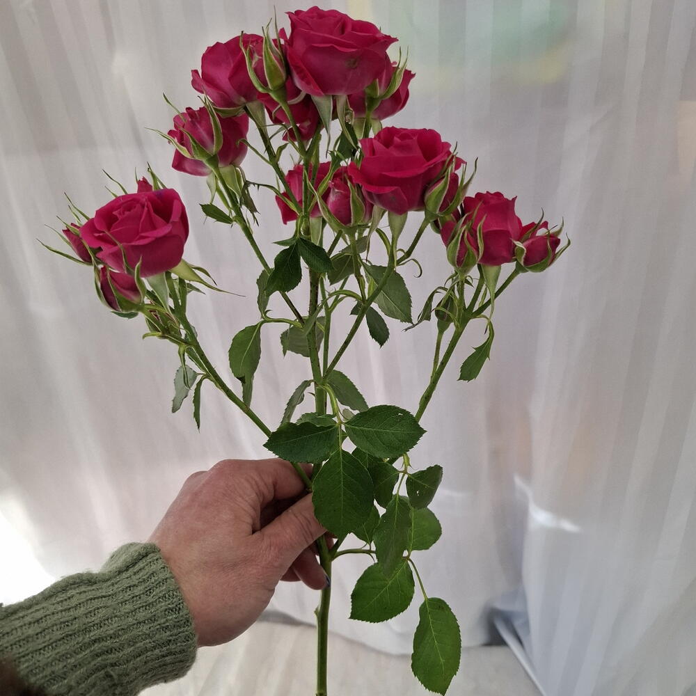 Роза  цикломеновая