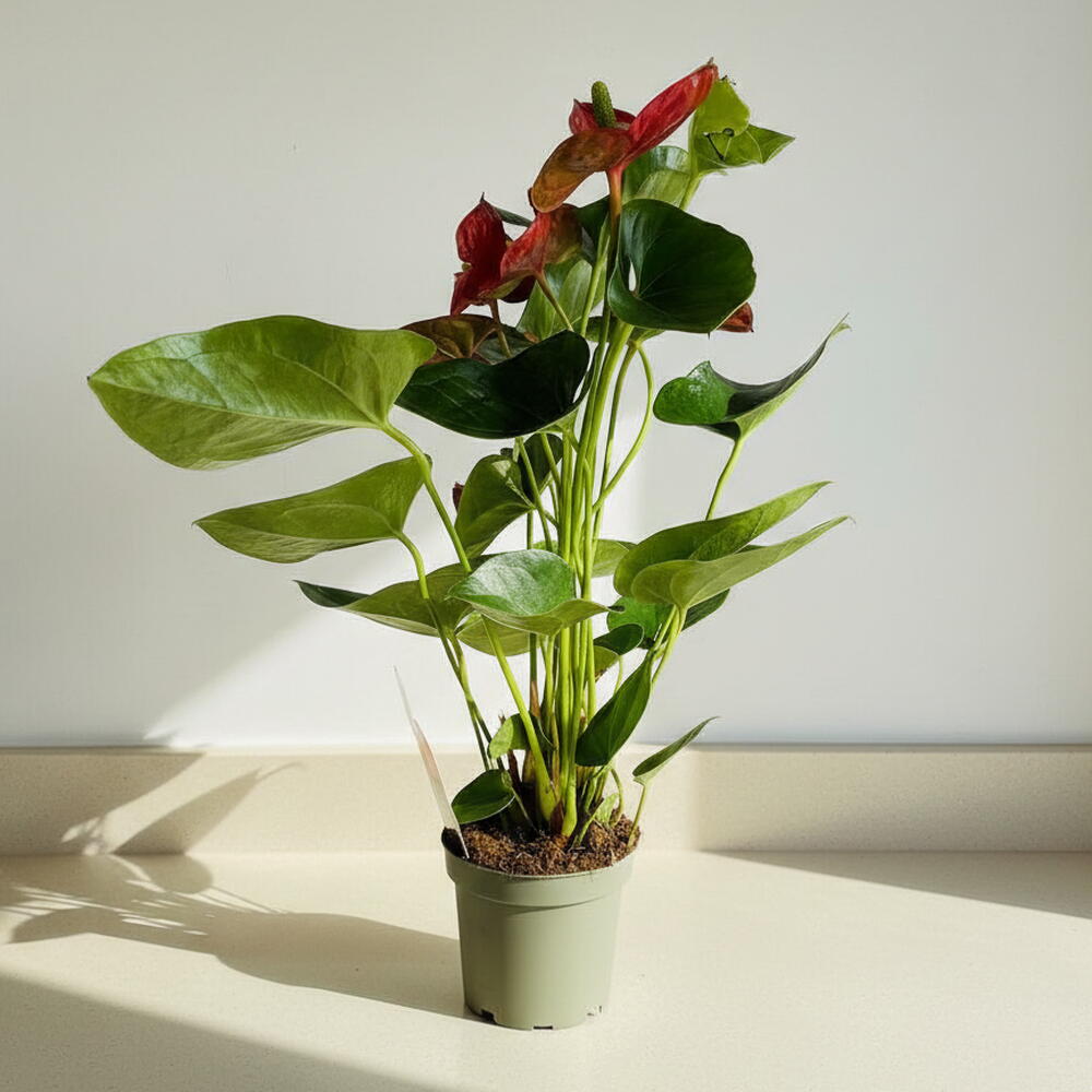 Indoor Red Anthurium
