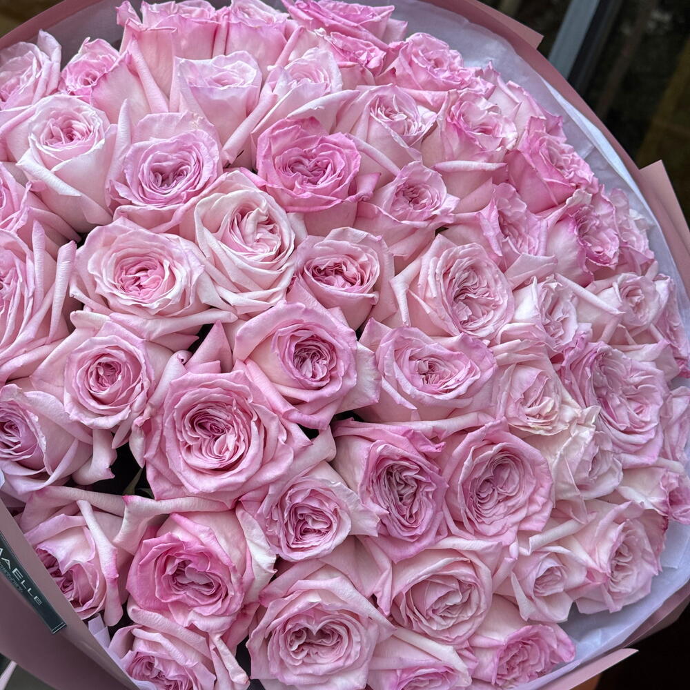 Pink O Hara