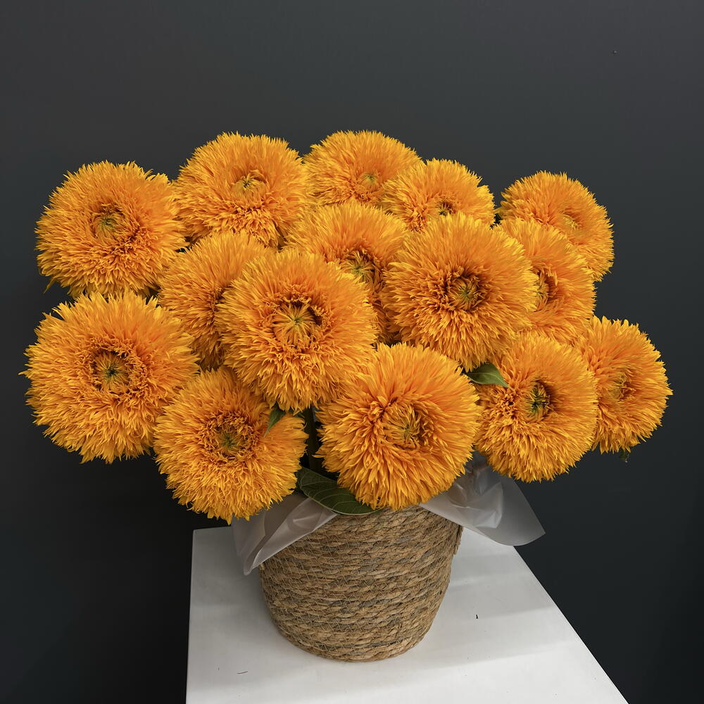 Подсолнух «Тедди» / Sunflower "Teddy" 15шт