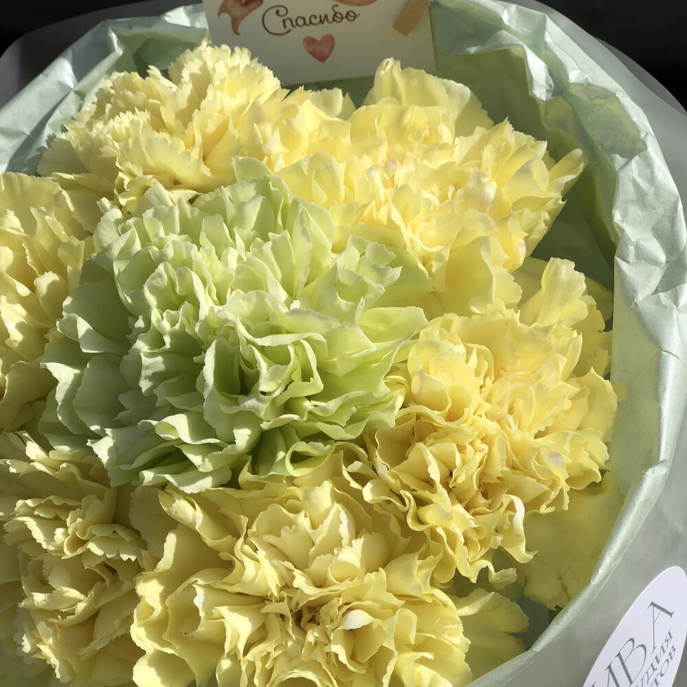 Букет-комплимент «Ромашка» из диантусов к 1 сентября 🌼