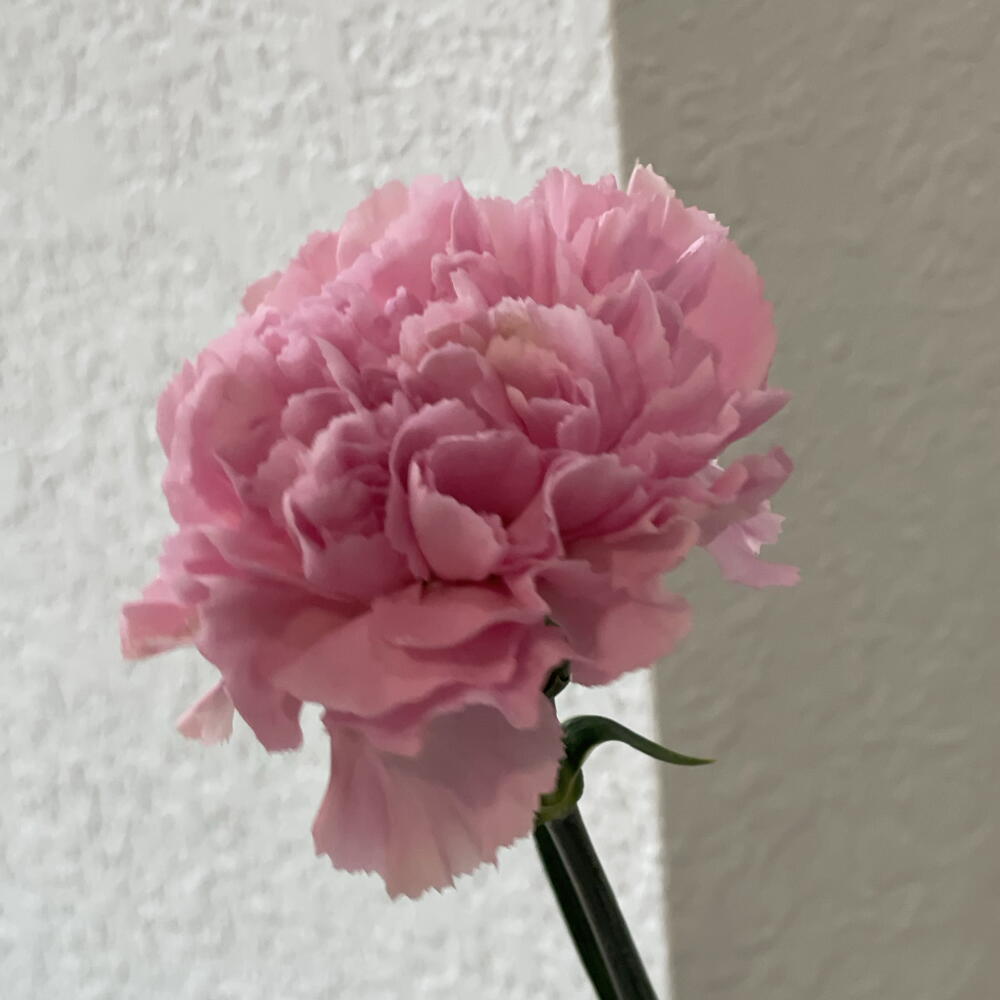 розовый диантус🌸