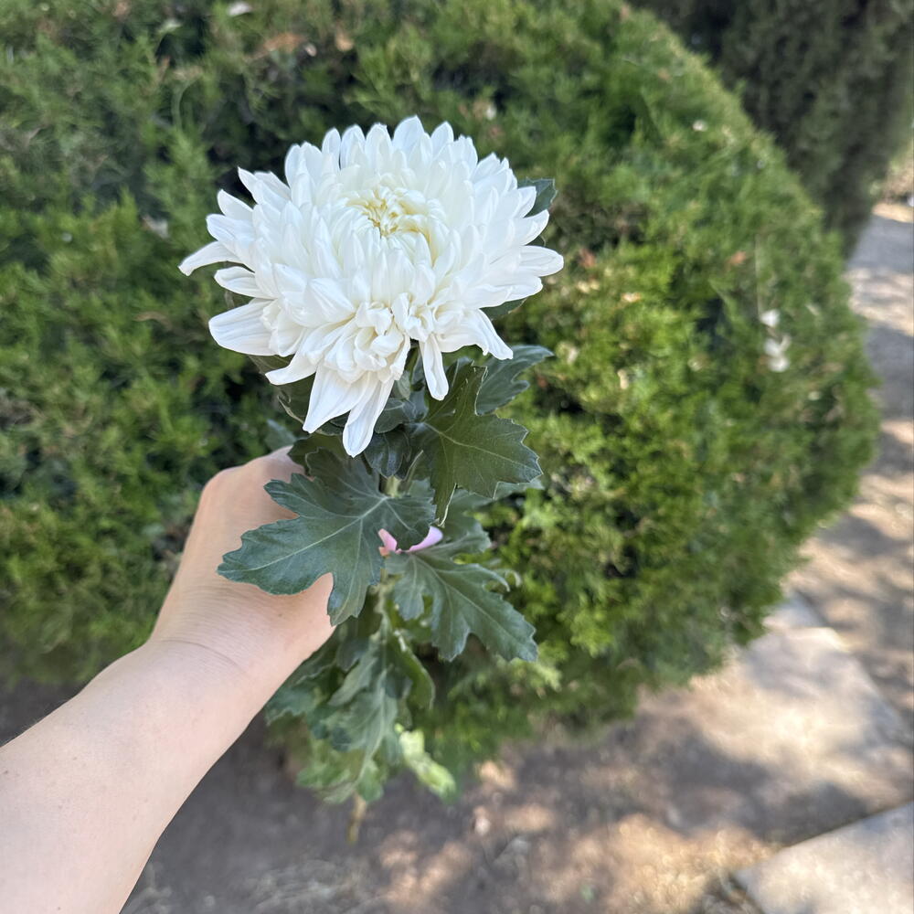 Хризантема