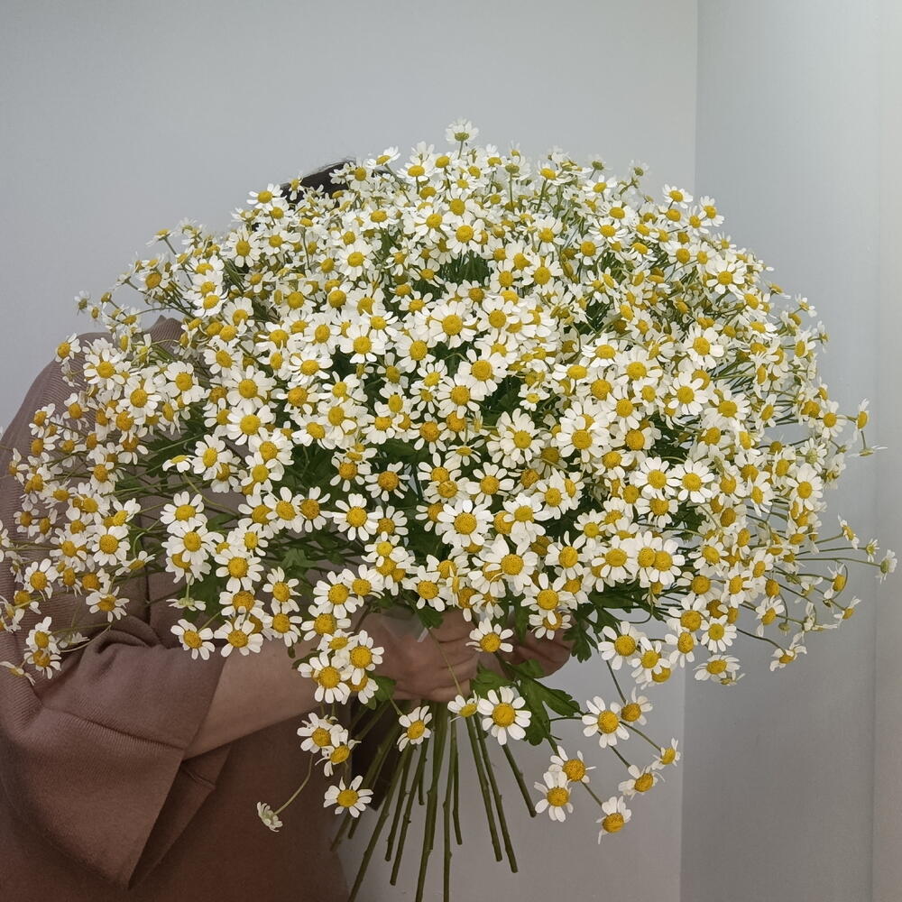 Букет ромашек кустовых 25