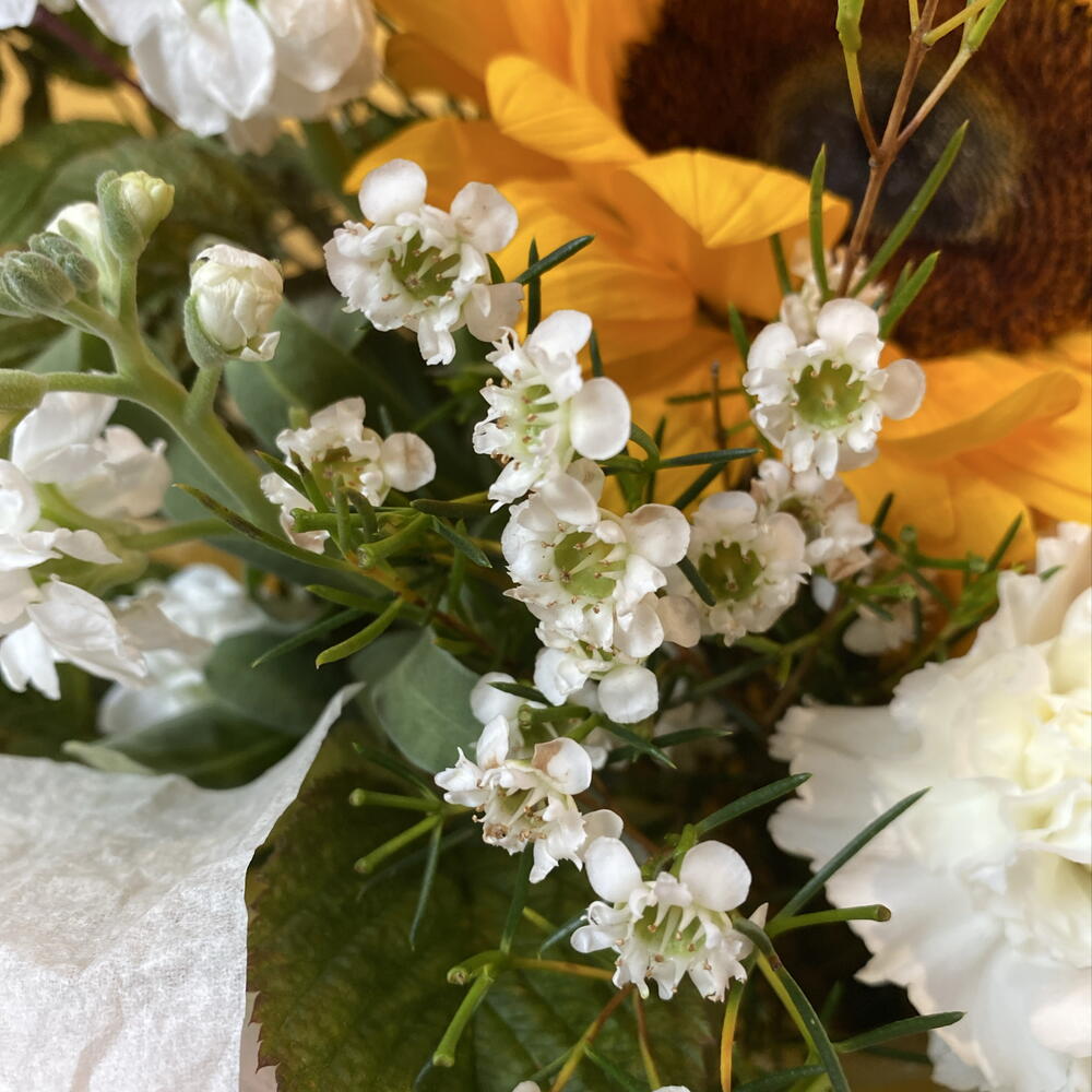 🌱 Букет- комплимент с подсолнухом