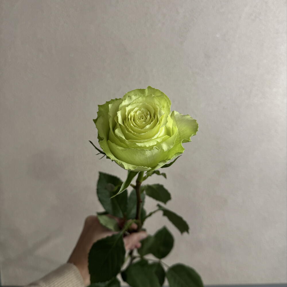 Роза Lemonade 80 см