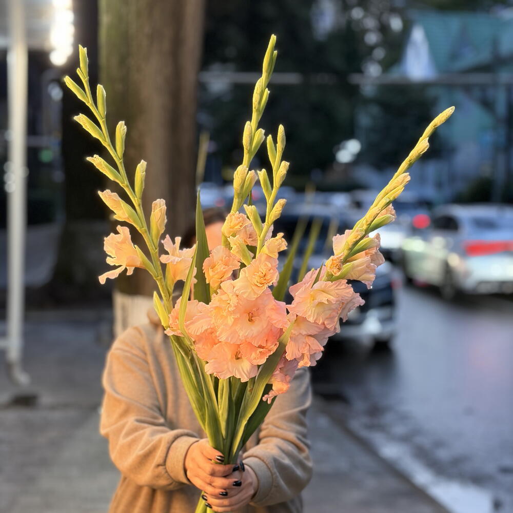 Гладиолусы 5 шт