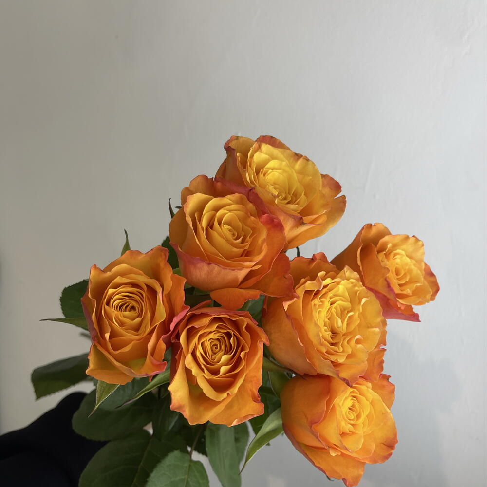 Розы рыжие 🧡7