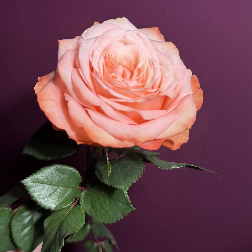 Роза Кахала
