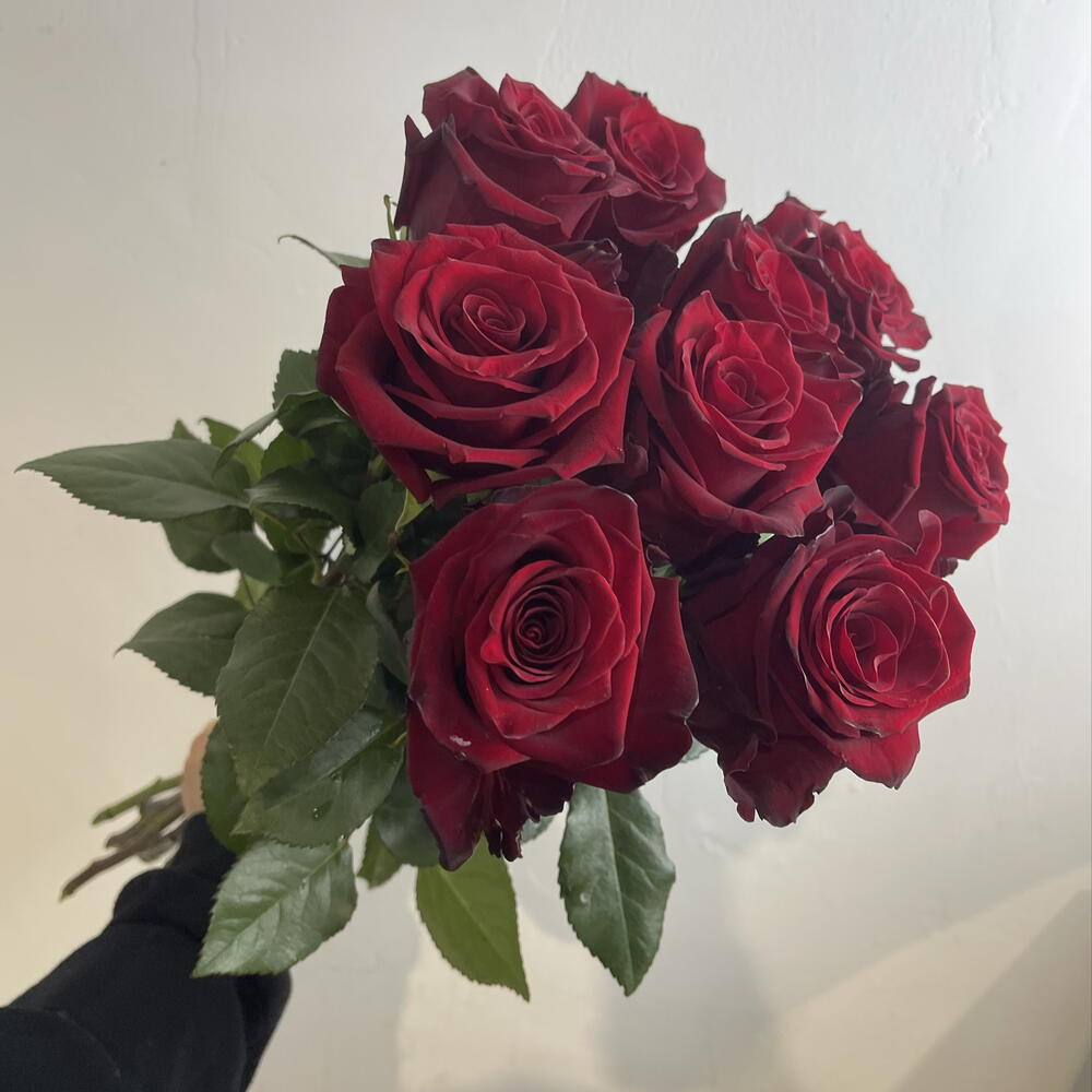 Розы экспловер 9