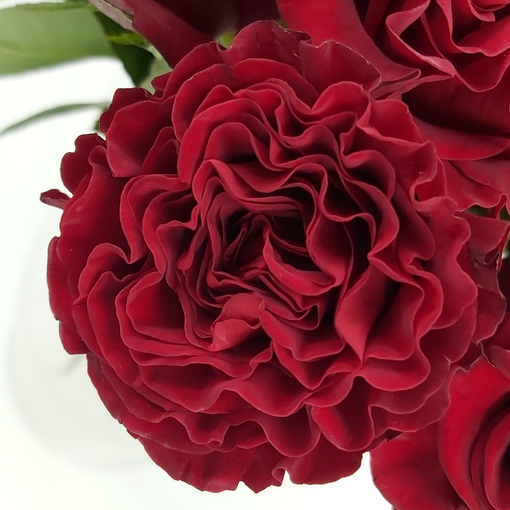 Роза Hearts 50см