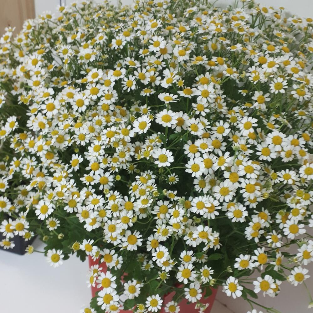 Букет из ромашек