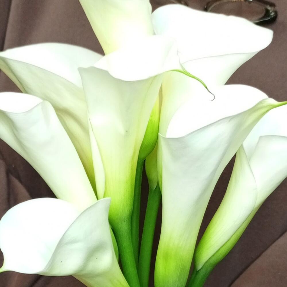 Callas 9