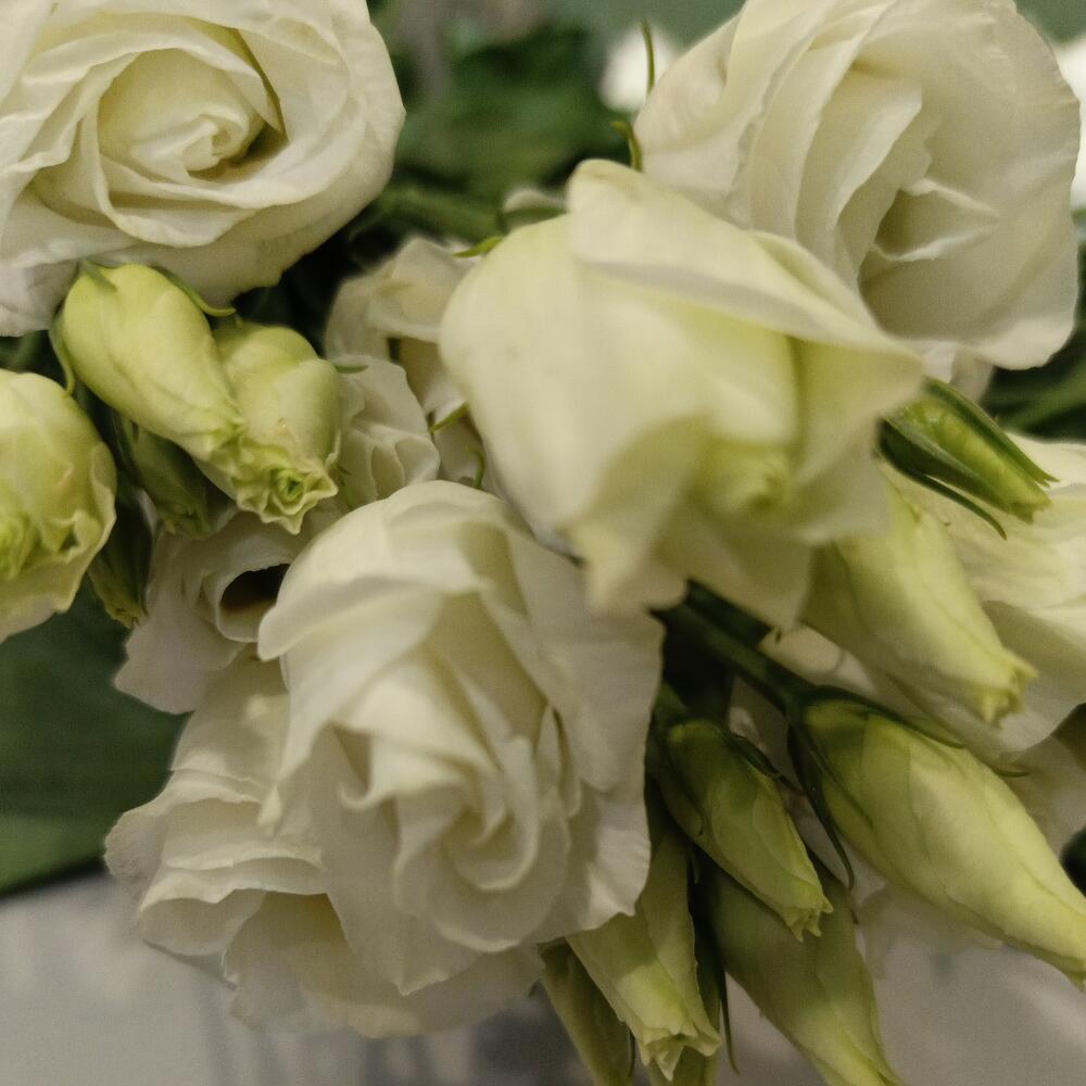 Eustoma