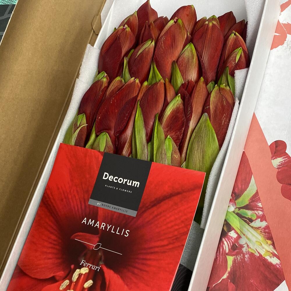 7 amaryllis