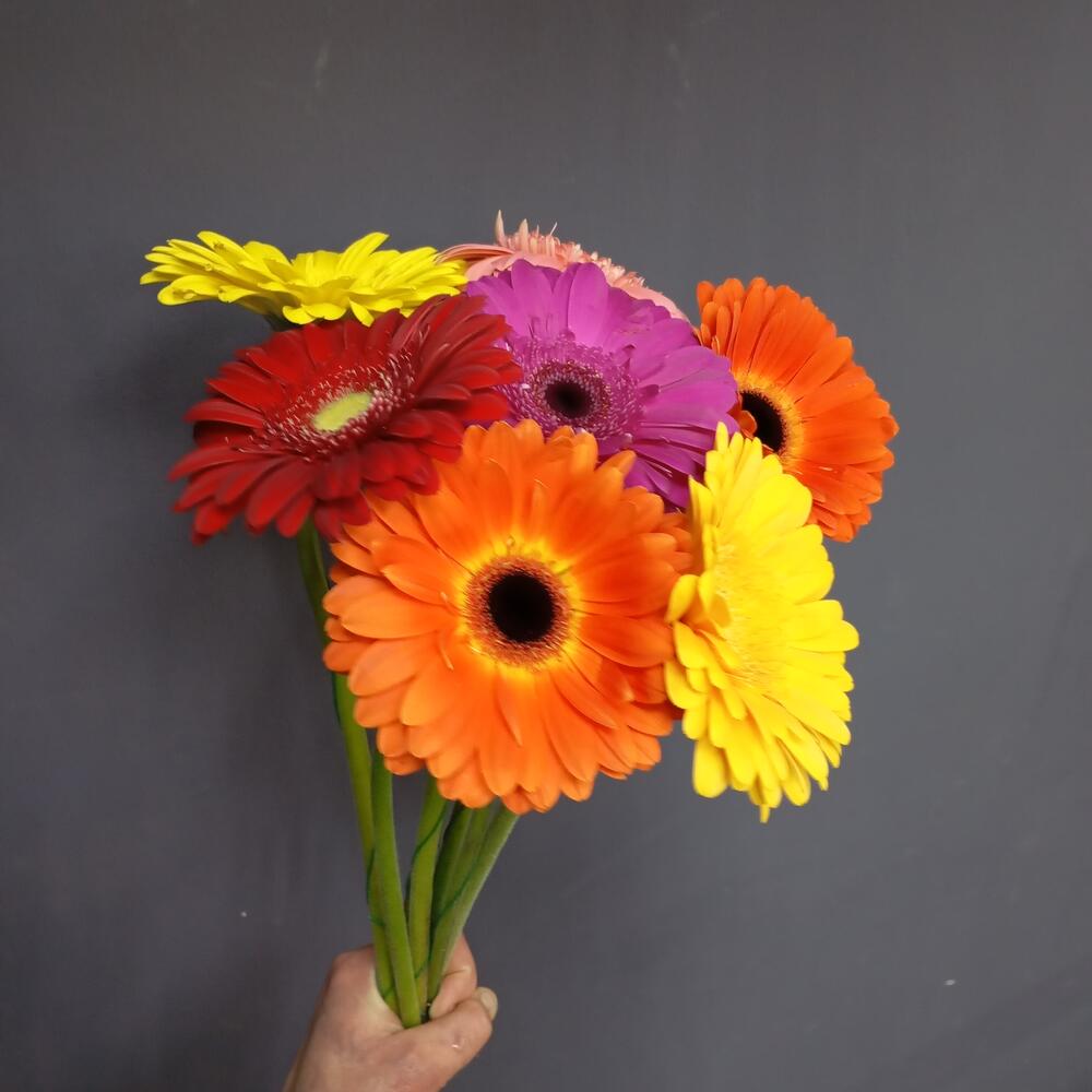 Bouquet 7 Gerber