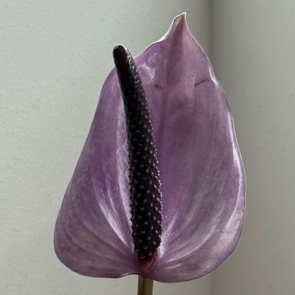 Anthurium