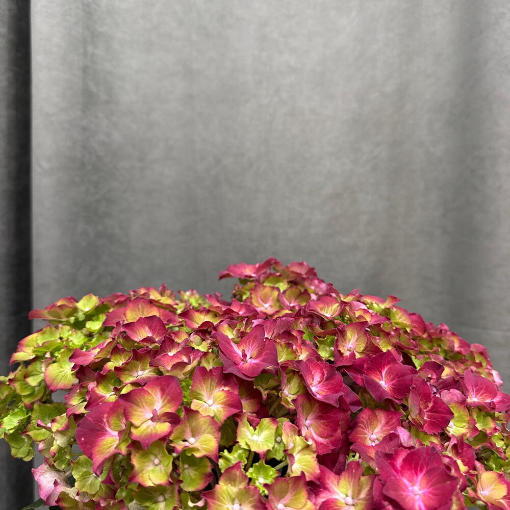 Гортензия Hyndrangea / Бордо