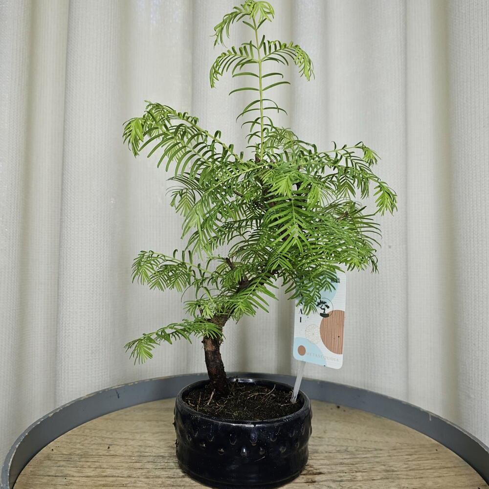 Бонсай Метасеквойя/Metasequoia