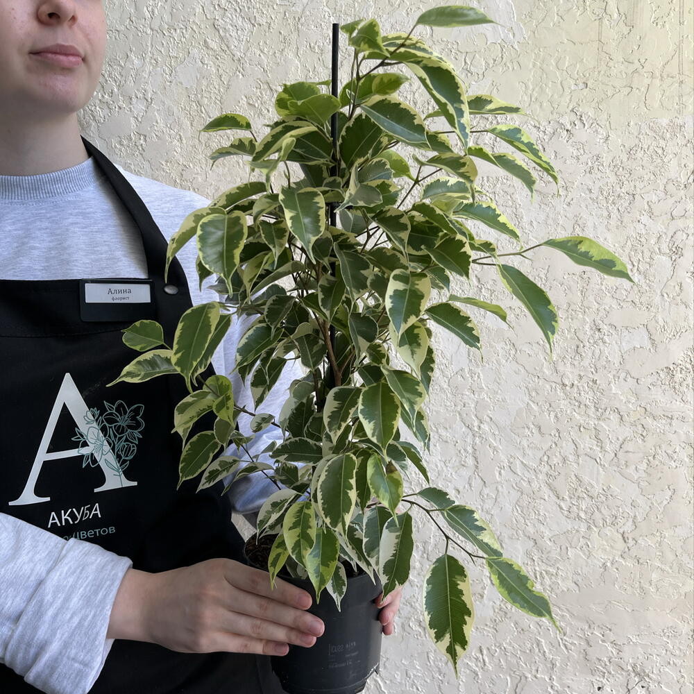 Фикус Бенджамина «Анастасия» (Ficus benjamina  Anastasia