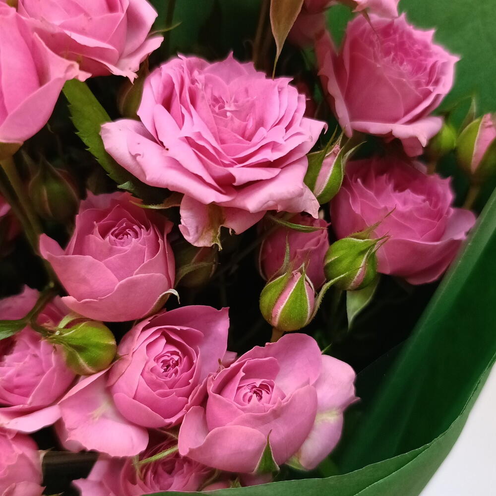 Букет кустовых роз Pink Demensions