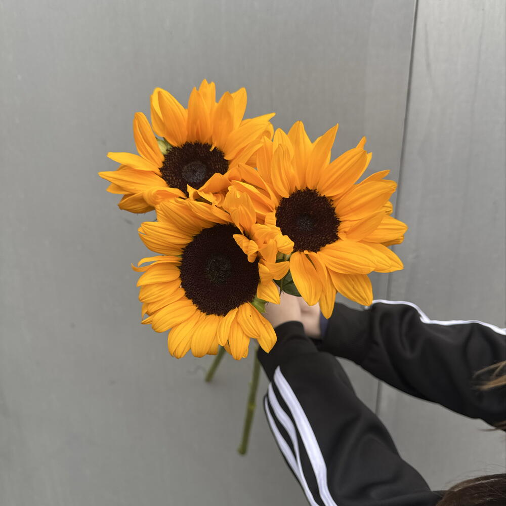 Подсолнухи 3 шт 🌻