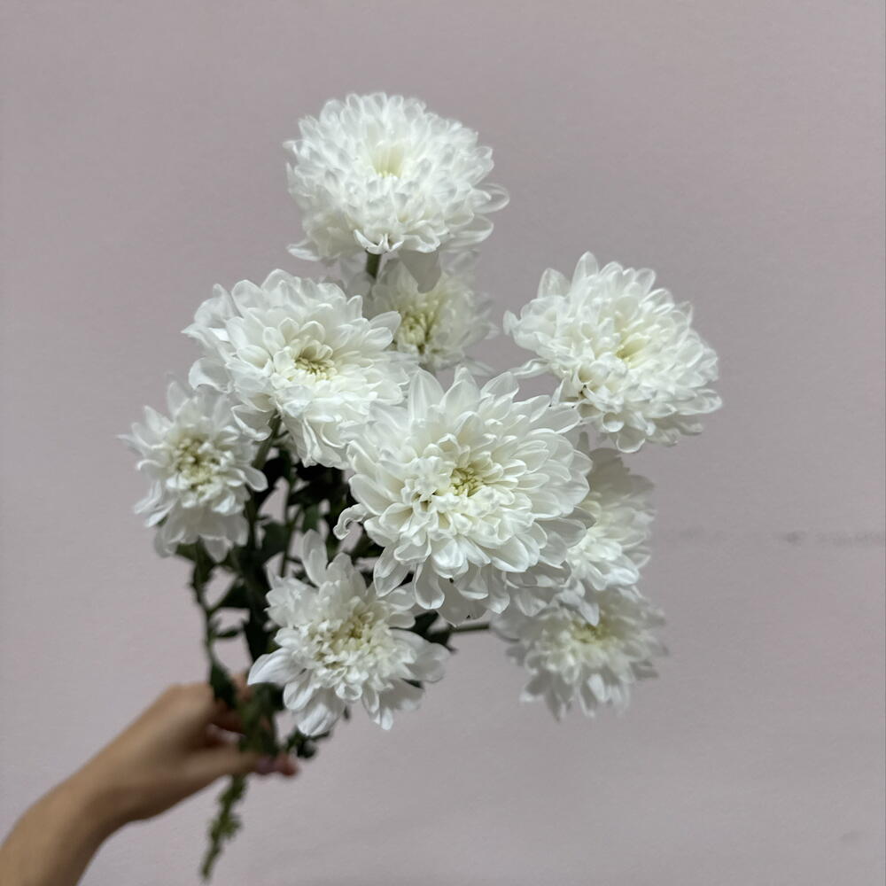 Хризантема кустовая